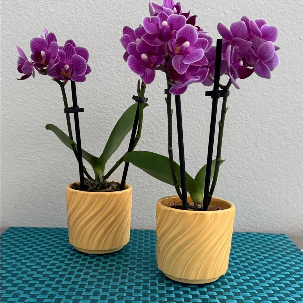 2 Yellow Mini Orchid Pots
